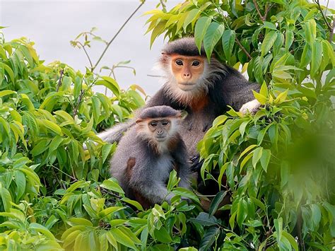 The Coolest Native Wildlife of Vietnam