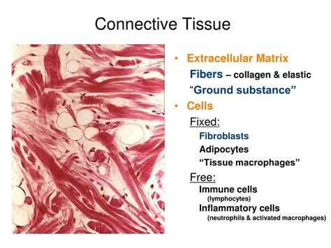 Connective Tissue Types