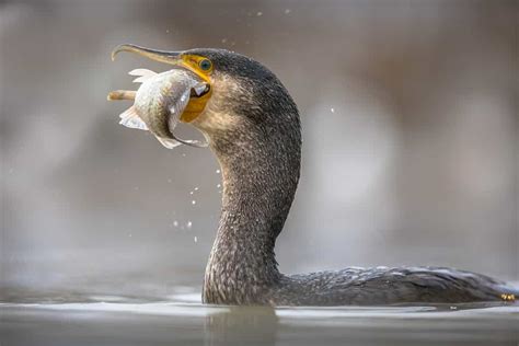 cormorant