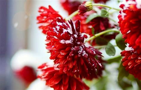 Winter Flowers ~ Flowers Wallpapers