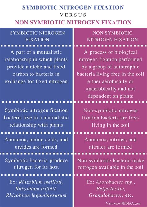 Difference Between Symbiotic and Non Symbiotic Nitrogen Fixation ...