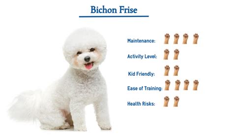 Bichon Frise…. Everything You Need to Know at a Glance!