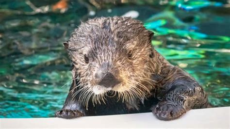 Surrogate mothers helping sea otters pups return to the wild | SBS News