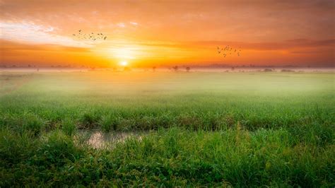 Sunrise Wallpaper 4K, Paddy fields, Landscape