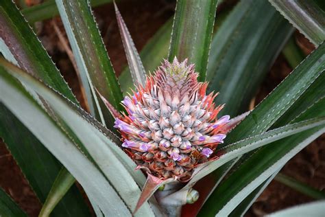 Pineapple Plant Exotic South · Free photo on Pixabay