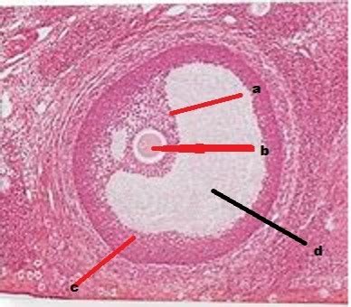 oocyte Diagram | Quizlet