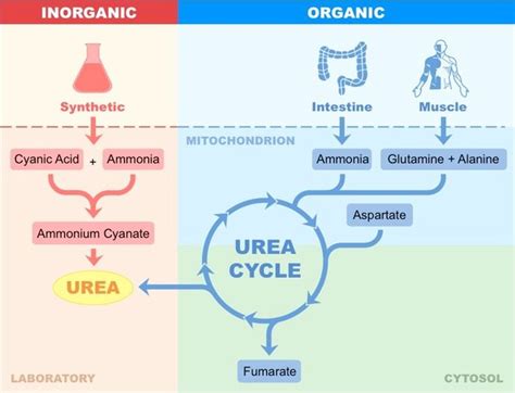 Urea Synthesis in Organic and Living Organisms