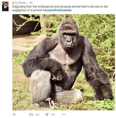 #JusticeForHarambe Tweet | Harambe the Gorilla | Know Your Meme