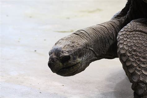 Aldabra Tortoise - ZooChat