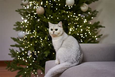 Top 50 Cat Christmas Quotes to Sparkle Your Holiday Spirits