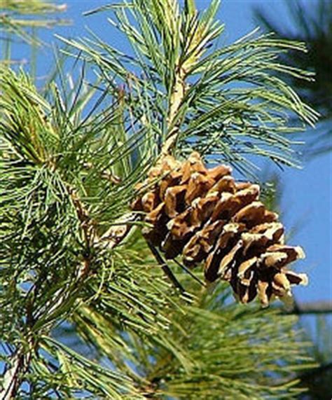 Limber Pine - Bryce Canyon National Park (U.S. National Park Service)