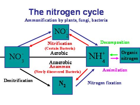 NITROGEN FIXATION