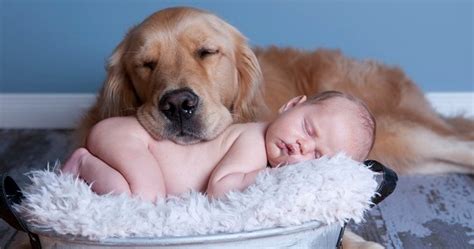 Imagenes Ttiernas De Perros Durmiendo Con Bebes – Imagenes De Perros