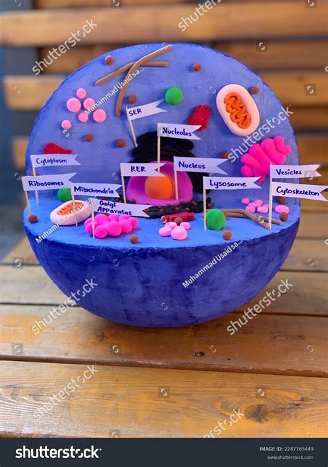 3d Animal Cell Model Which Contain Stock Photo 2247765449 | Shutterstock