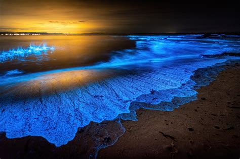 Bioluminescent Jellyfish On Beach