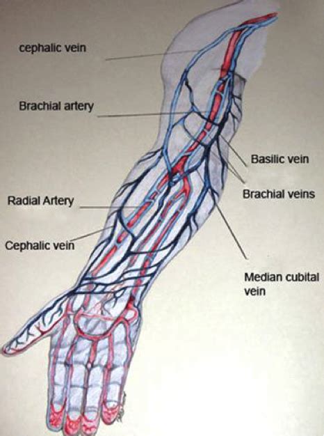 Diagram Vein System Arm Veins Iv Arm Forearm Vein Anatomy Th