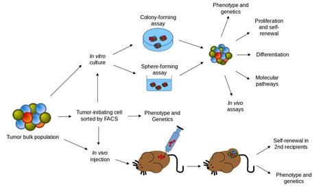 Cancer Stem Cells and Tumour-initiating Cells | Immunopaedia