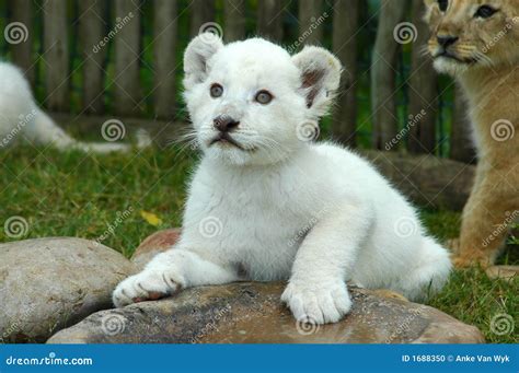 White Lion Cub Stock Photo - Image: 1688350