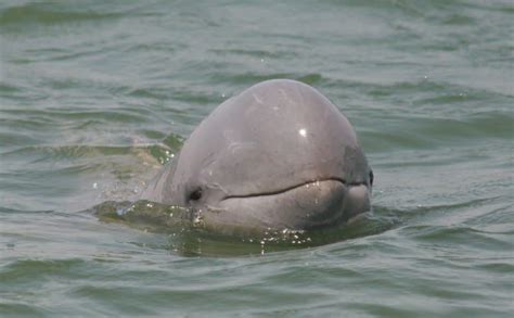 Irrawaddy dolphin - Whale & Dolphin Conservation USA