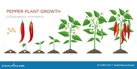 Stages Of Plant Growth / The Cannabis Life Cycle - The Four Stages of ...