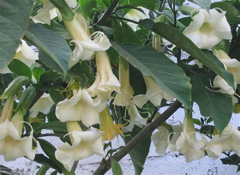 This is the Angels Trumpets page of our A to Z garden guide -- how to ...