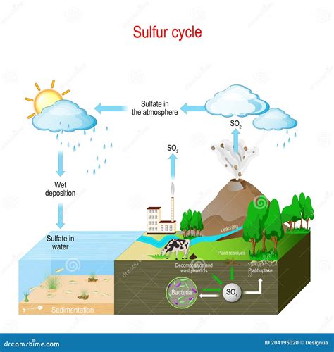 Ciclo Del Azufre. Ciclo Biogeoquímico Ilustración del Vector ...