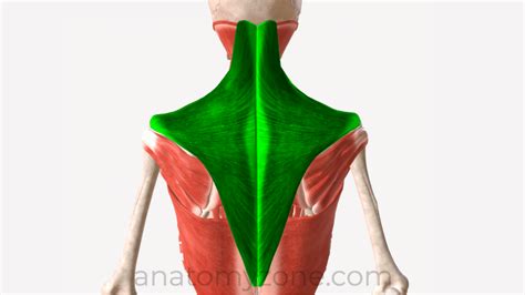 Trapezius Muscle