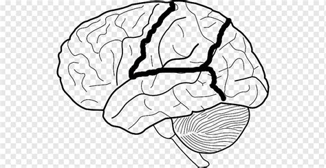 Brain Lobes Diagram