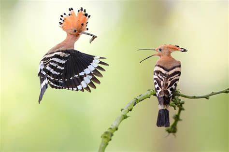 The Beauty Of Birds Photo Contest Winners - VIEWBUG.com