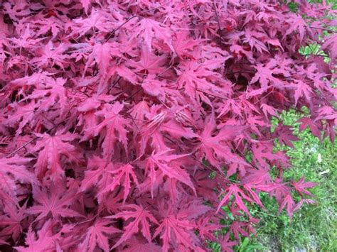 Purple Ghost Japanese Maple, Acer palmatum ‘Purple Ghost’.