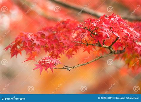 Autumn leaves in Japan. stock image. Image of japan - 132843859