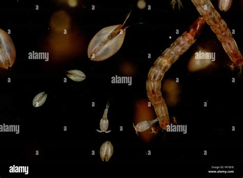 Seed shrimp and copepods, close-up, Sweden Stock Photo - Alamy