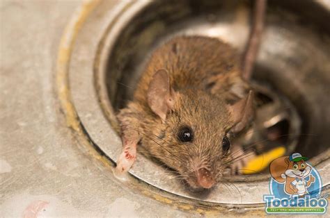 Rat Removal | Effective and Economical Rat Removal in Canada