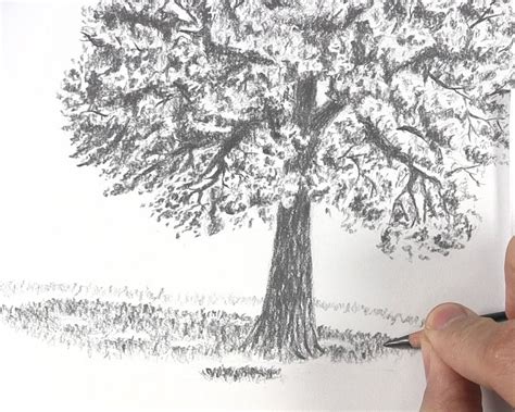 How to Draw a Tree with Leaves - Let's Draw Today