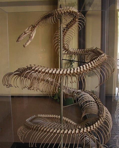 Titanoboa Fossil Found | LightningHeadlines