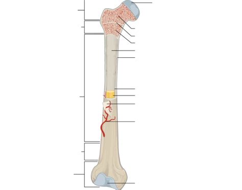 long bone shaft diagram Quiz