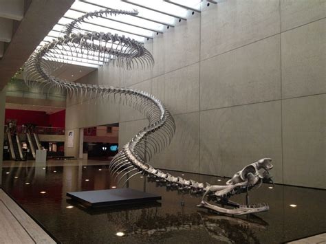 Titanoboa Snake Fossil