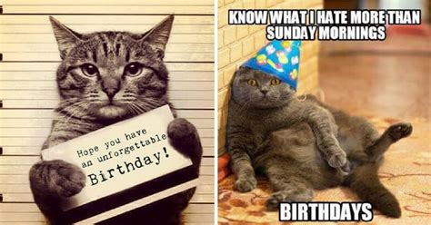 happy birthday cat memes at work Happy birthday cat meme - Funny Memes