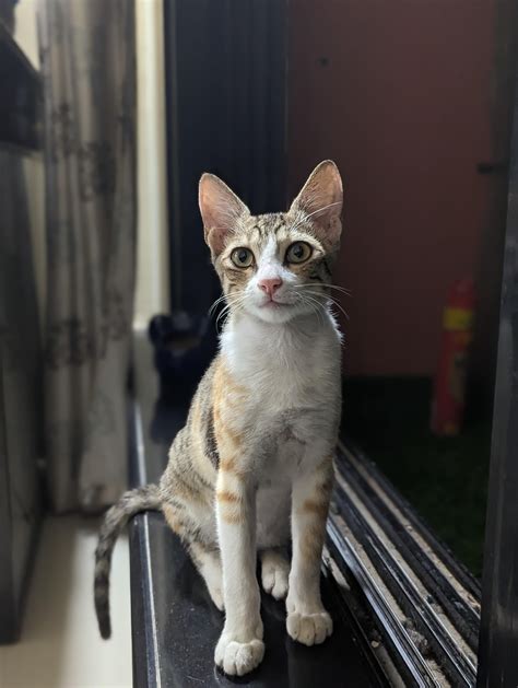 Cute Calico Cat for Adoption : r/india