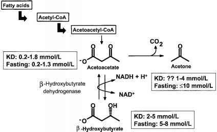 Ketone Bodies Levels and Metabolic Roles - Ketogenic Diet