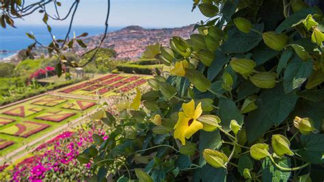 Madeira Botanical Garden - Visit Madeira | Madeira Islands Tourism ...