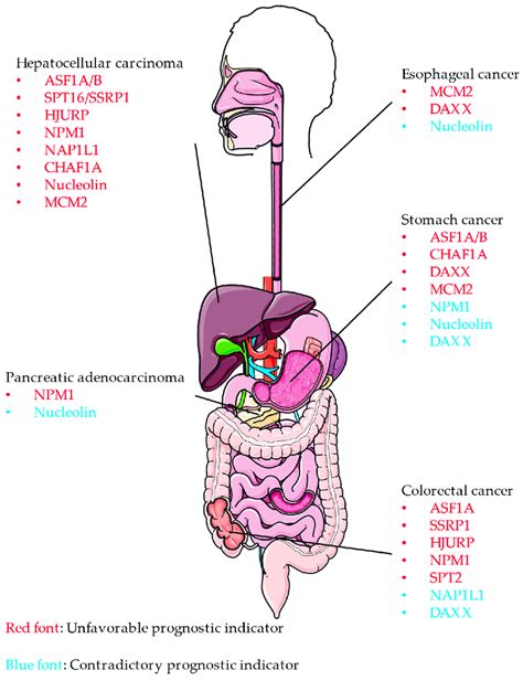 The significance of selected histone chaperones in digestive cancers ...