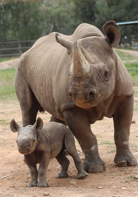 Taronga Zoo welcomes new baby rhino | Daily Mail Online