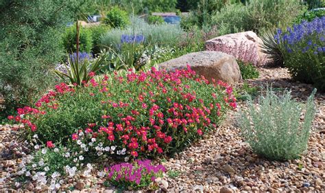 Drought Tolerant Flowers Texas