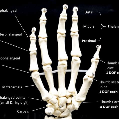 Landmarks of the palmar hand. | Download Scientific Diagram