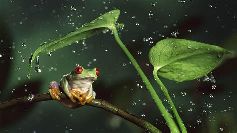 Funny Frog Wallpapers - Top Free Funny Frog Backgrounds - WallpaperAccess