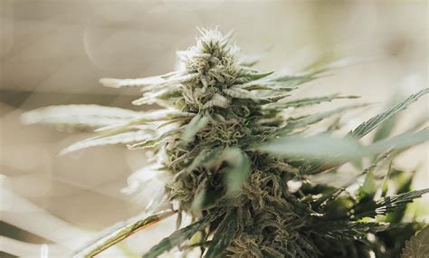 Berry White Strain Information | Cannafo | Marijuana | Cannabis ...