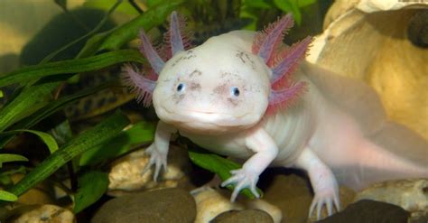 10 Incredible Axolotl Facts - A-Z Animals