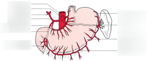 Blood supply to the stomach Diagram | Quizlet