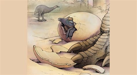 Fossil egg shells reveal evolution of elephant birds - Techzle